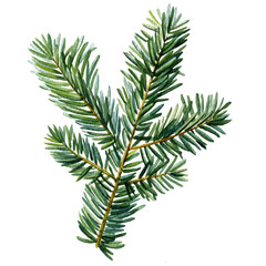 Watercolor fir tree branch realistic green pine needles botanical winter plant illustration for holiday decor and natural design © Hanna