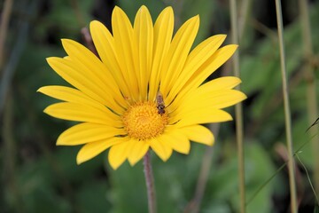 Yellow-shouldered Stout Hover Fly (Simosyrphus grandicornis) feeding on nectar, South Australia