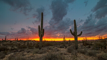 Wide Ratio And Very Vibrant Desert Sunset With Saguaro Cactus In Arizona 