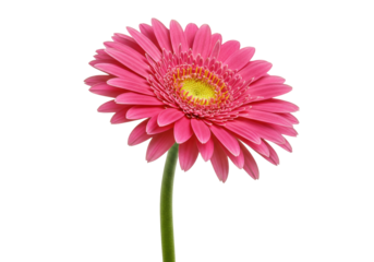 Isolated pink gerbera daisy with a green stem and yellow center is set against a backdrop