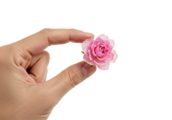 Isolated hand holding a small pink flower blossom between fingers in the air outdoors