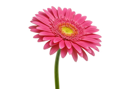 Isolated pink gerbera daisy with a green stem and yellow center is set against a backdrop