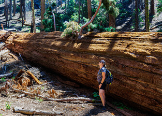 Female Hiker With Fallen Giant Sequoia Tree, Washington Tree Trail, Sequoia National Park, California, USA