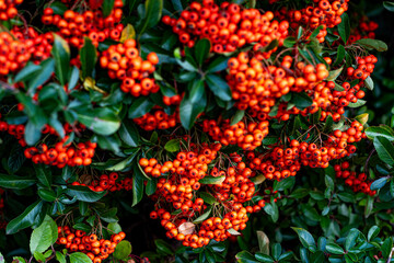 A berry background with red berries on branches. An autumn nature scene in warm tones, symbolizing the beauty of nature and the changing seasons. Natural background