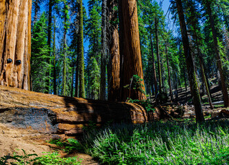 Fallen Giant Sequoia Tree on the Washington Tree Trail, Sequoia National Park, California, USA
