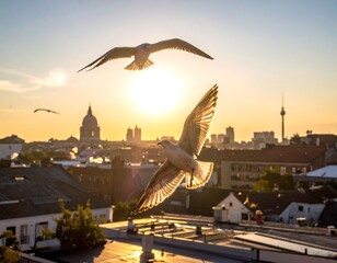 Two seagulls in flight against a golden, sunlit skyline with a city, rooftops, and a prominent tower visible. The sky has a warm glow