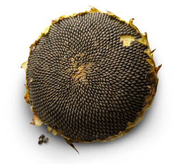 Obraz premium Sunflower