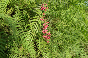  Peruvian  pepper tree (Schinus molle or Schinus terebinthifolia) The long, narrow pinnate leaves and hanging clusters of small pink-red berries are characteristic of Schinus species.