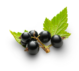 Fresh black currant with leaves