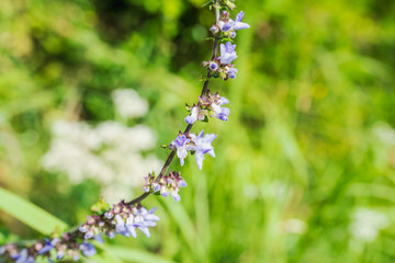 秋の森　アキノタムラソウの紫色の花01