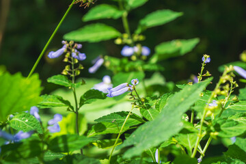 秋の森　アキチョウジの紫色の花08
