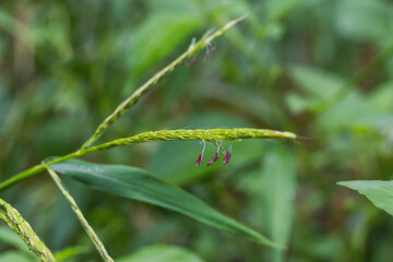 秋の森　アシボソの小さな花