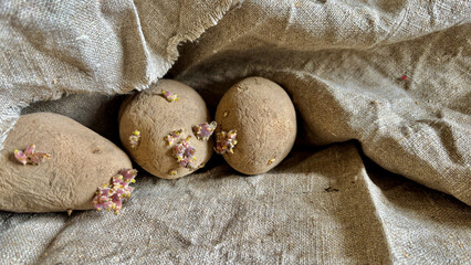 Potatoes sprouting with flowers resting on a textured fabric background in a cozy kitchen setting