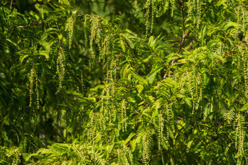 秋の森　メタセコイアの花02