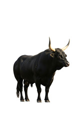 bull isolated on white