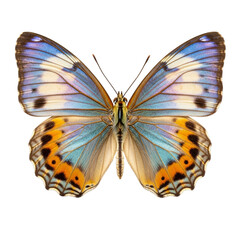 Obraz premium Blue and Orange Winged Butterfly isolated on a transparent background