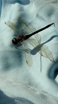 dragonfly on a wall. Gold Ringed Dragonfly on a blue background. Close-up