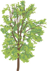 Fototapeta premium Deciduous tree with green crown for landscape design isolated on white background