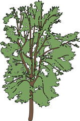 Naklejka premium Deciduous tree with green crown for landscape design isolated on white background