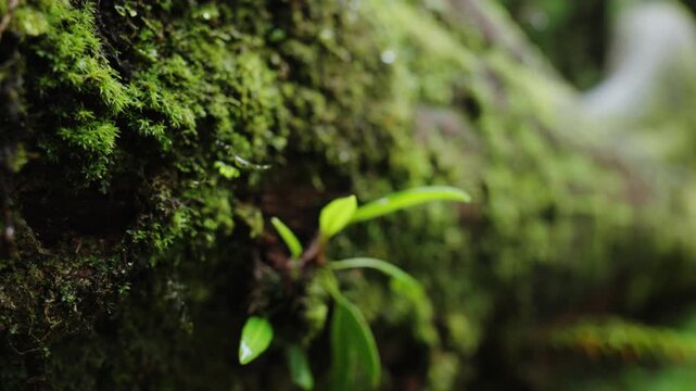 Moss in the Green forest