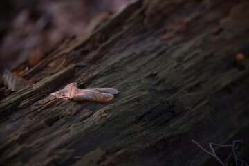 alter Baumstamm mit Blatt
