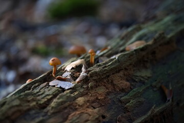 kleine Pilze wachsen auf einen alten Baumstamm