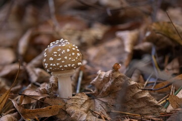 K&ouml;nigs-Fliegenpilz - brauner Fliegenpilz
