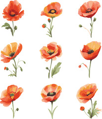 set of poppies