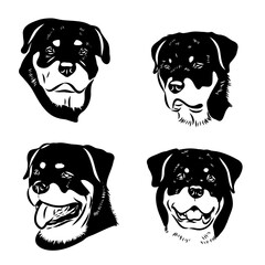 Rottweiler, dog, vector sketch illustration