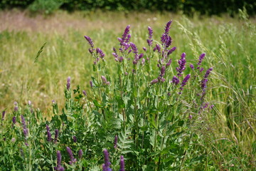 Flowering sainfoin as insect pasture in organic agriculture