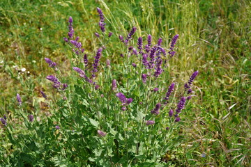 Flowering sainfoin as insect pasture in organic agriculture