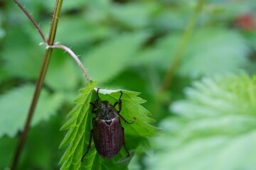 Cockchafer (Melolontha melolontha) – close-up of a summer beetle on a nettle plant