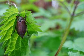 Cockchafer (Melolontha melolontha) – close-up of a summer beetle on a nettle plant