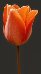 A close-up of a vibrant orange tulip against a dark background. The flower displays smooth petals and a slender green stem.