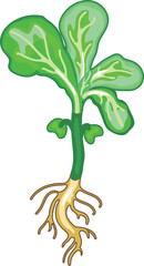 Naklejka premium Green cabbage seedling with root system isolated on white background