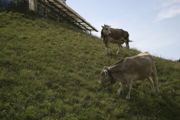 Two light brown cows grazing on a steep hillside near the city of Bergamo, Lombardy, Italy.