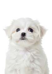 Obraz premium Cute white maltese puppy dog portrait with big eyes, adorable fluffy fur, pet animal image for graphic design and crafts isolated on transparent background