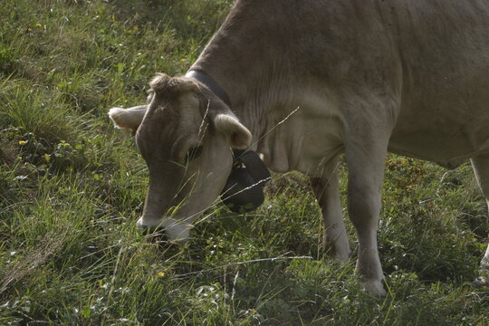 Portrait of a light brown cow grazing on a steep hillside near the city of Bergamo.