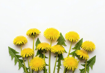 Professional-quality white background dandelion image