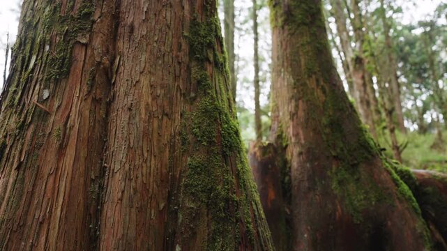 Old Tree in the Green forest