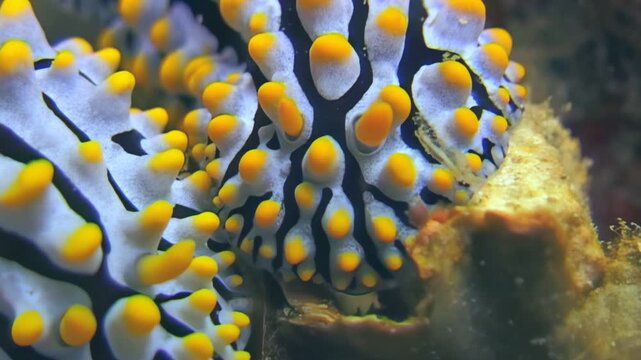 Witness a close-up look at a vibrant nudibranch. Shot in Anilao, Philippines, its white body contrasts with black lines and many yellow-tipped protrusions. It moves on a reef during the day.