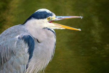 An extreme close-up of a grey heron (Ardea cinerea), revealing the intricate details of its eye, beak, and feathers. Captured in natural light