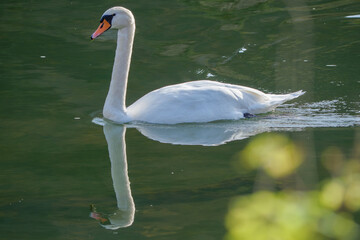 A close-up photograph of a swan gracefully swimming on a river, capturing fine details of its feathers, beak, and reflections on the water. The image highlights the elegance