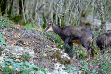 A close-up view of a wild chamois standing proudly on a rocky mountain ridge. The animal&rsquo;s alert expression and textured fur are highlighted by natural sunlight, symbolizing wildlife beauty