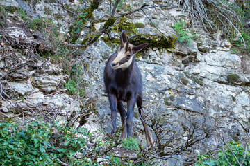 A close-up view of a wild chamois standing proudly on a rocky mountain ridge. The animal&rsquo;s alert expression and textured fur are highlighted by natural sunlight, symbolizing wildlife beauty