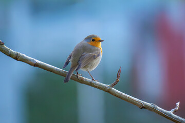 A detailed close-up of a European robin (Erithacus rubecula) perched gracefully on a branch. The bird’s vivid orange breast and delicate feathers are illuminated by soft natural light, evoking warmth,