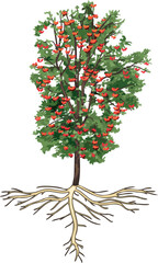 Naklejka premium Large rowan tree (Sorbus aucuparia) with root system and many red berries isolated on white background