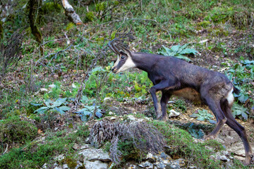 A close-up view of a wild chamois standing proudly on a rocky mountain ridge. The animal&rsquo;s alert expression and textured fur are highlighted by natural sunlight, symbolizing wildlife beauty