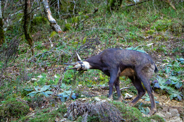 A close-up view of a wild chamois standing proudly on a rocky mountain ridge. The animal&rsquo;s alert expression and textured fur are highlighted by natural sunlight, symbolizing wildlife beauty
