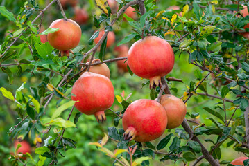Ripe Punica granatum fruits on the tree in garden. Ripe beautiful and healthy pomegranate fruits on tree branch in pomegranate orchard ready for harvest.